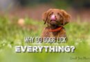 Why Do Dogs Lick Everything? Is it a Kiss or Something Else?