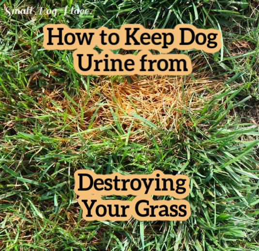 Does Dog Urine Ruin Carpet at Cynthia Tower blog