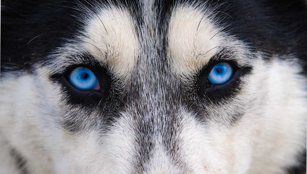 11 Most Popular BlueEyed Dog Breeds ruffeodrive