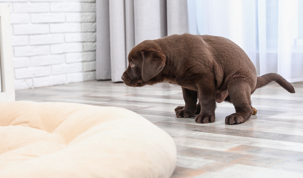 how-to-get-dog-poop-out-of-a-carpet-smartly-pet