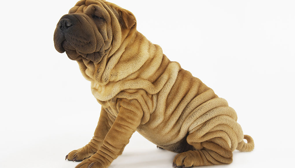 Top 7 Wrinkly Dog Breeds Ruffeodrive
