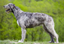 Irish Wolfhound Dog Breed Profile