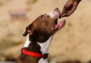6 Best Dog Food for Pitbulls to Gain Weight and Lean Muscle in 2020