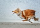 25 Fastest Dog Breeds On the Planet – Top Dog Tips