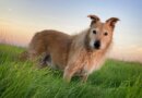 Otto Is Showing Age-Related Dementia Symptoms Often Seen in Dogs