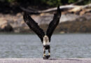 Bald eagle recovery hampered by use of lead ammunition : NPR