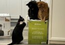Cats’ weekslong Vitamix standoff is entertaining thousands of people on Facebook : NPR