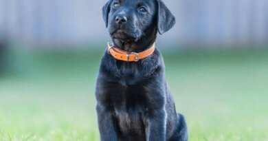 Pet Bloggers Journey 2022 – Puppy In Training