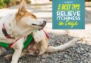 5 Ways to Relieve Itchiness in Your Dog