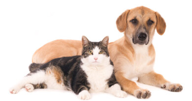 Cortisol In Dogs and Cats: Is It Important