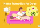  Home Remedies for Dogs Ultimate Guide