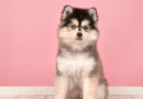 Pomsky Dog Breed Profile – Top Dog Tips