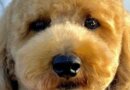 Must Know Goldendoodle Grooming Tips – Dogster