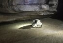 Missouri cavers found and rescued a dog nearly 2 months after she went missing : NPR