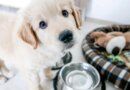 Easy Shopping Guide for Expecting Pet Parents – Top Dog Tips