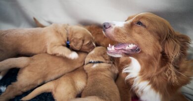 Prenatal Vitamins for Dogs – Whole Dog Journal
