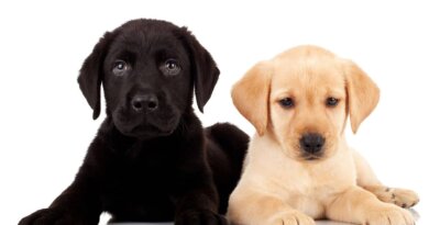 Labrador vs Golden Retriever (8 Key Differences)