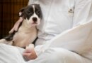 Dogs In Michigan Are Dying From An Unknown Illness