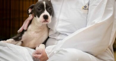 Dogs In Michigan Are Dying From An Unknown Illness