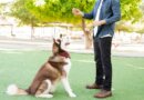 How To Teach A Dog To Sit, Sit And Stay & More