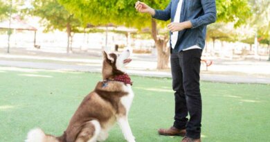 How To Teach A Dog To Sit, Sit And Stay & More