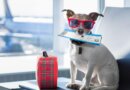 What Are The Easiest Dogs To Travel With?