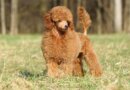 How Long Do Toy Poodles Live? (+Tips For A Healthy Pup)