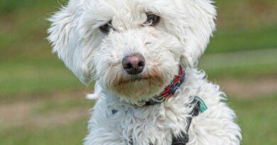 How to Groom a Maltipoo – Dogster