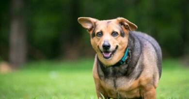Diabetes in Dogs – Whole Dog Journal