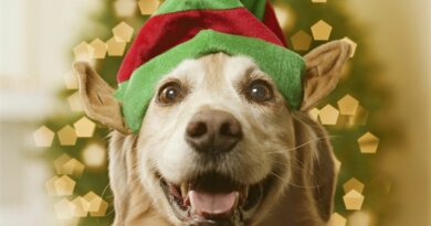 Let’s Talk Christmas Gifts for Your Furry Friends!