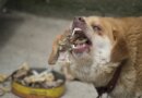 My Dog Ate Chicken Bones