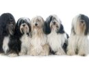 Progressive Retinal Atrophy in Dogs (PRA): Causes, Symptoms, Care