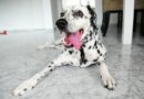 What is the Dalmatian Temperament Like? – Dogster