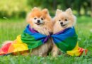 Can Dogs Be Gay? Animal Sexual Behavior Explained