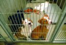 Overcrowded animal shelters and overworked shelter workers: What can be done?