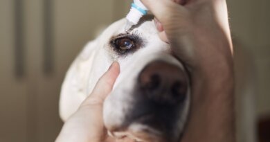 Eye Drops for Dogs – Whole Dog Journal