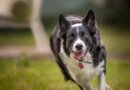Can Dogs Have ADHD? – Dogster