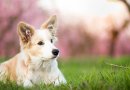 Spring Dog Names For Your New Pup! – Top Dog Tips