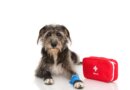 What’s in a Dog First-Aid Kit? – Dogster