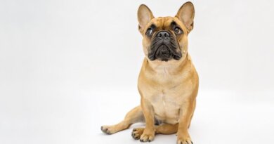 The Popularity of French Bulldogs
