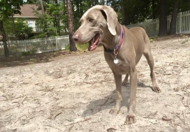 So You Want A Weimaraner?