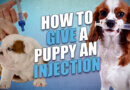 How to Give a Puppy a Shot Safely (and what you must know beforehand)