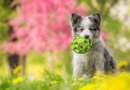 Is Spring The Best Time to Get a Puppy? – Top Dog Tips