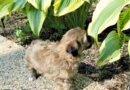 Poisonous plants to Avoid When Owning a Dog