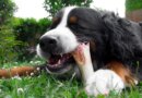Why Do Dogs Like Chewing On Bones?