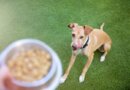 What’s the Ideal Feeding Schedule for Dogs?