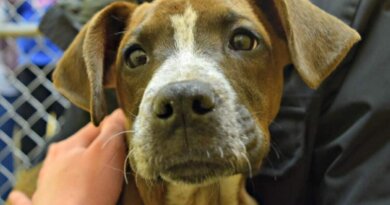 List of Shelters and Dog Rescues in Rochester, NY