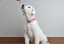Best Training Treats for Puppies
