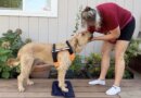 How to Put a Harness on Your Dog
