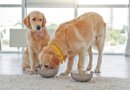 Skip Free Feeding Dogs – Whole Dog Journal